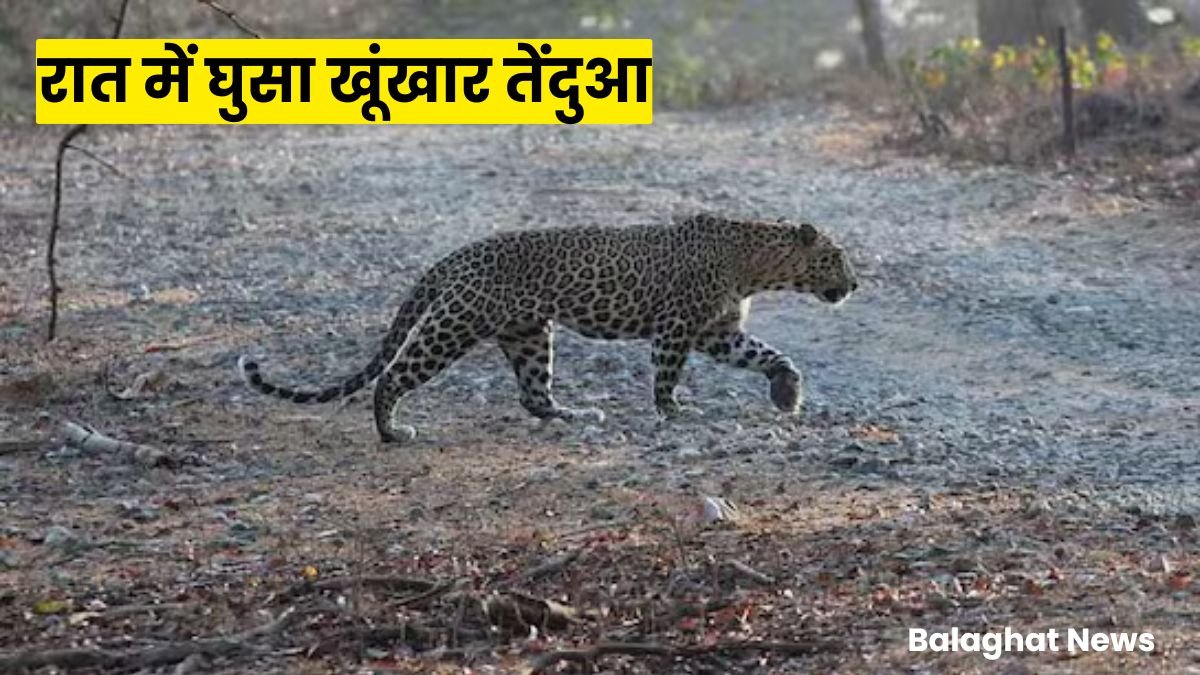 Balaghat News: रात में घुसा खूंखार तेंदुआ, बकरी ले गया, गांव में मातम सा सन्नाटा