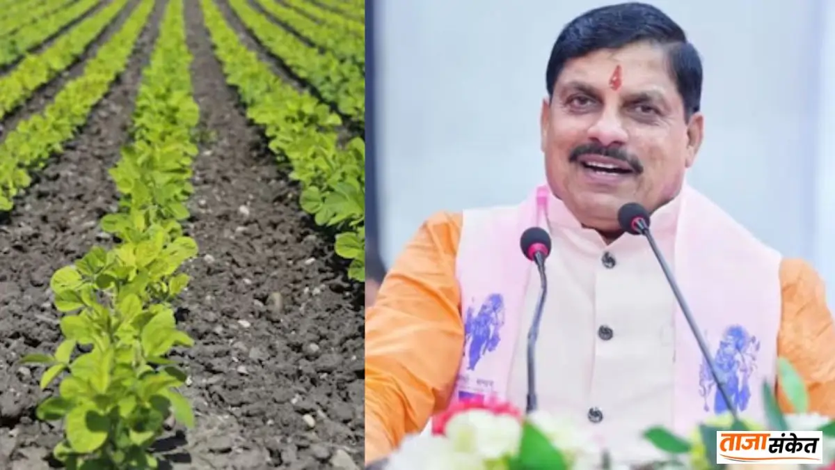 एक क्लिक में ₹810 करोड़, सोयाबीन भावांतर योजना से किसानों की बदली किस्मत