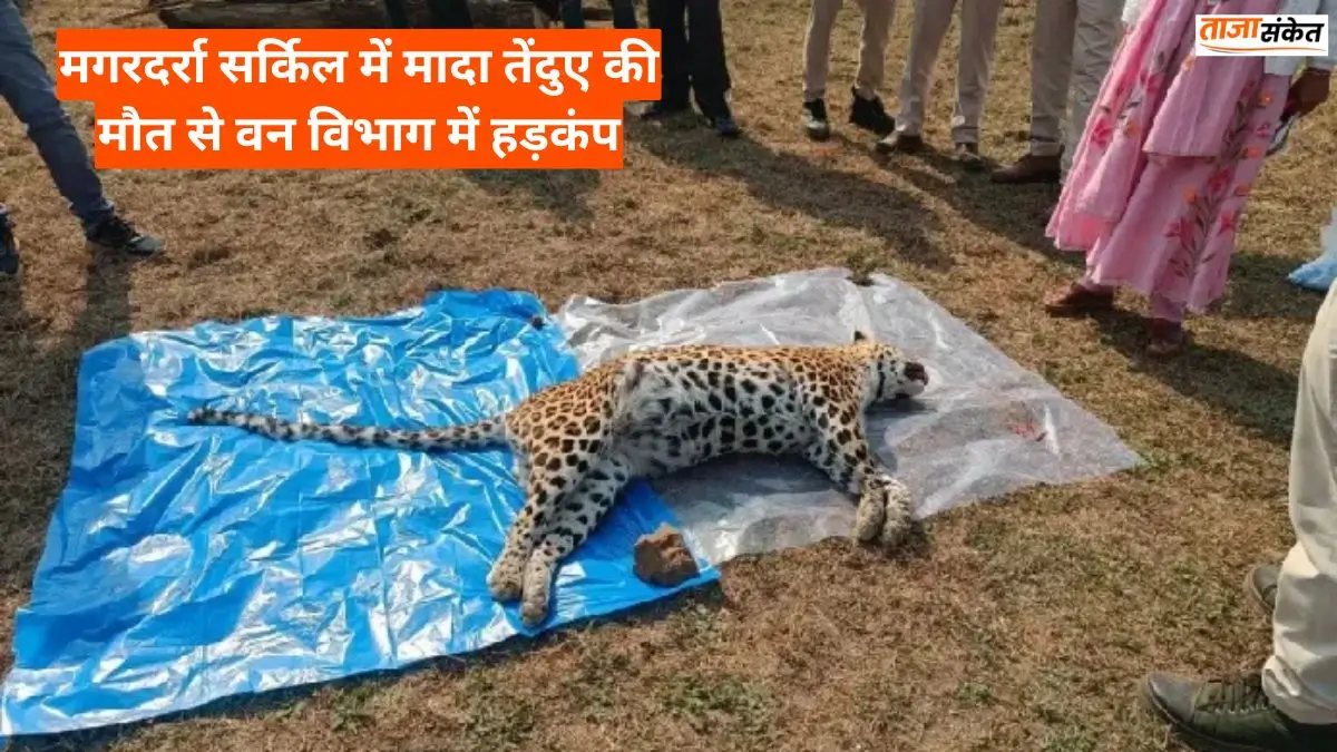 Balaghat Khabar: मगरदर्रा सर्किल में मादा तेंदुए की मौत से वन विभाग में हड़कंप