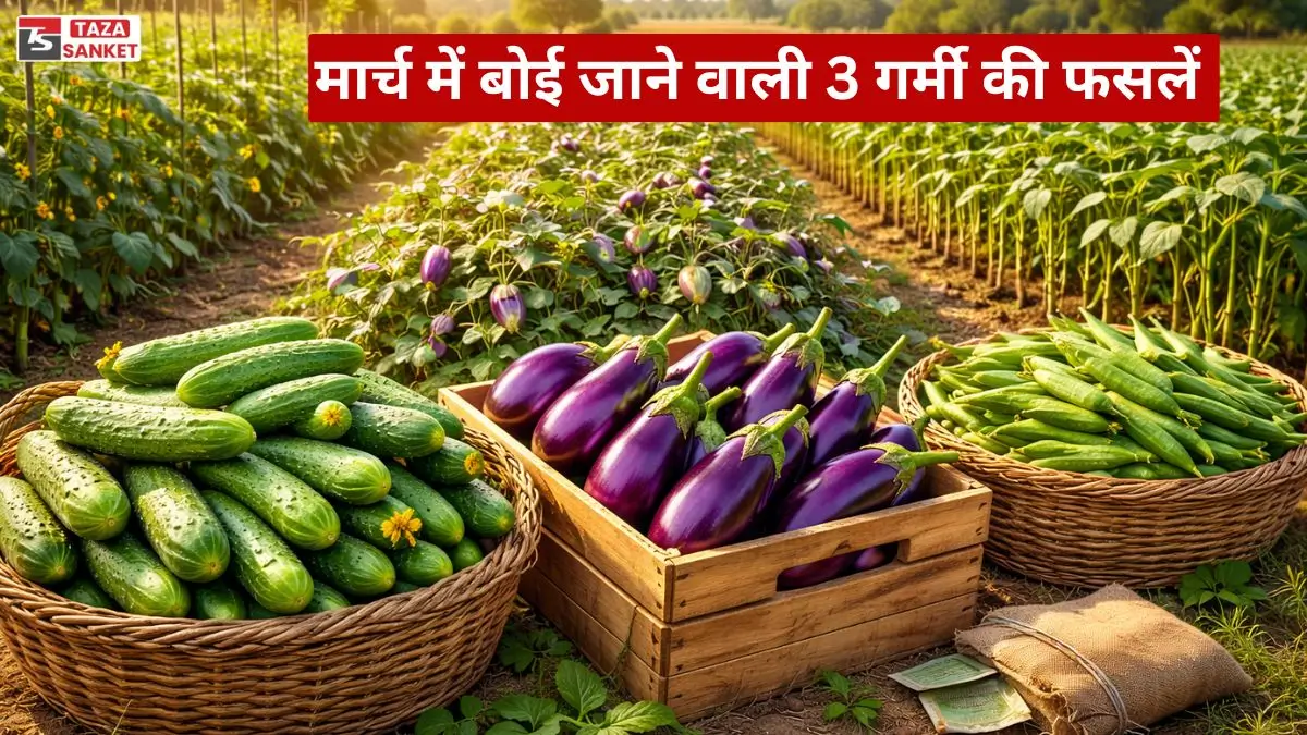 मार्च में बोई जाने वाली 3 गर्मी की फसलें जो दिलाएंगी एक एकड़ से बंपर मुनाफा