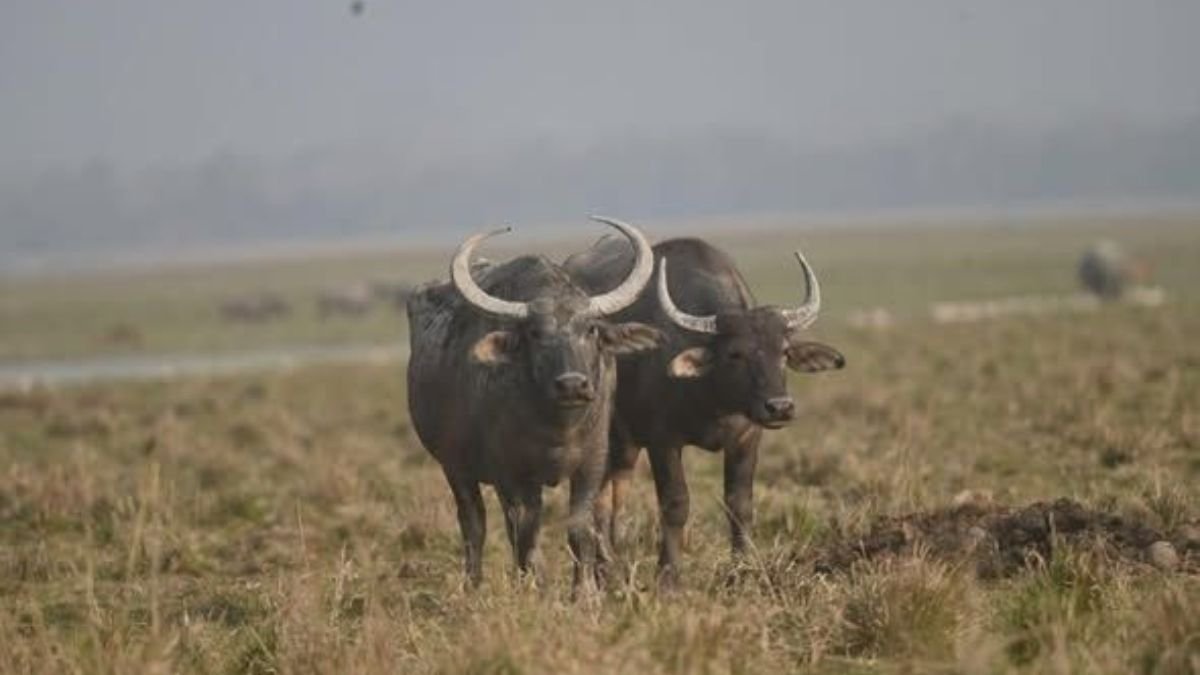 कान्हा में जंगली भैंसा पुनर्स्थापन की शुरुआत, 45 साल बाद लौटेगी विलुप्त प्रजाति