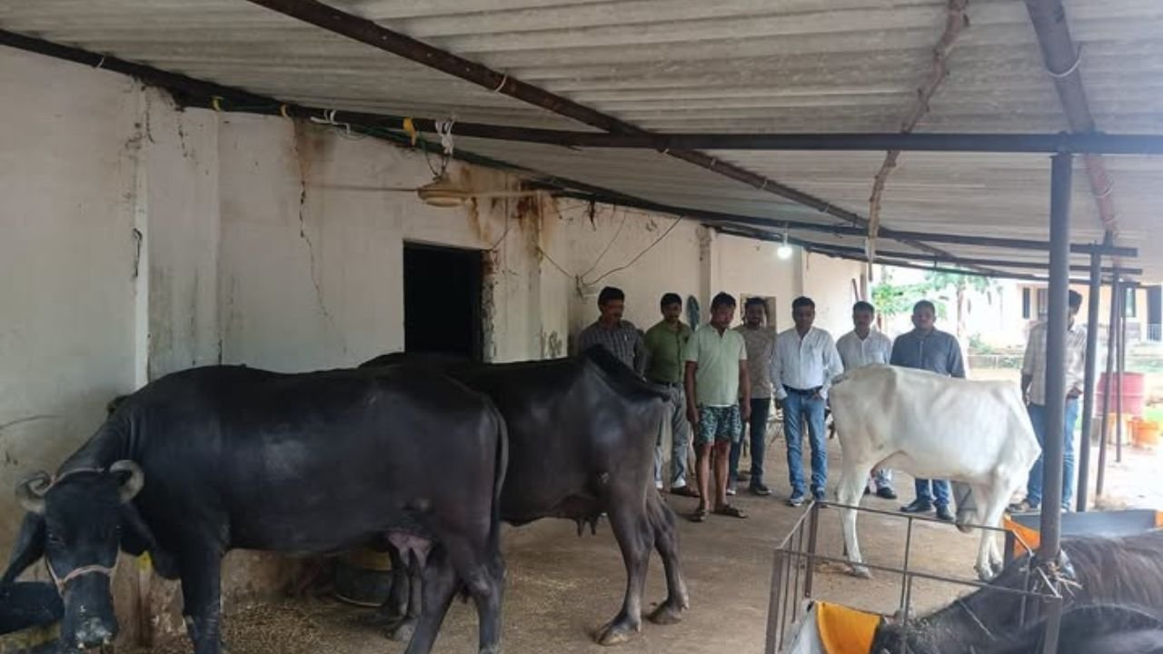 6 मुख्यमंत्री डेयरी प्लस योजना: डेयरी व्यवसाय अपनाकर किसान ने बढ़ाई आय, बदल गई खेती की पूरी सोच