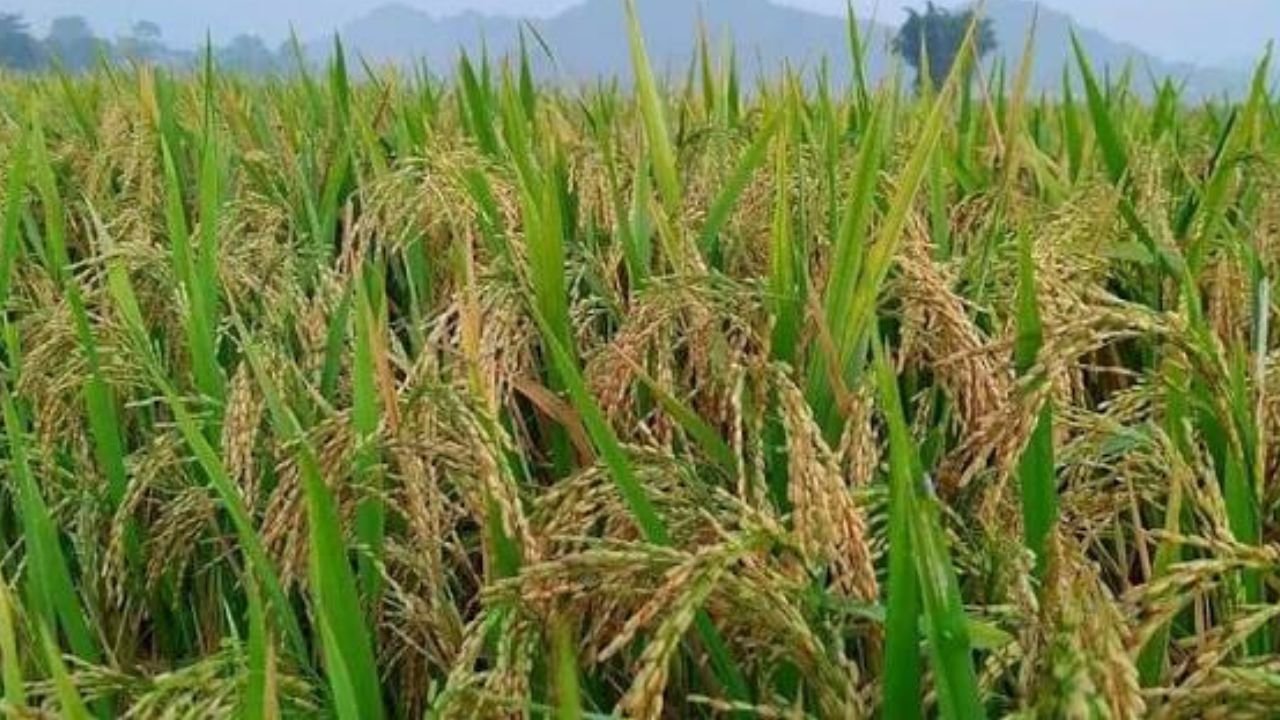 52 दिन की धान फसल में डाल दो ये 3 चीजें, पैदावार देख किसान भी रह जाएंगे हैरान