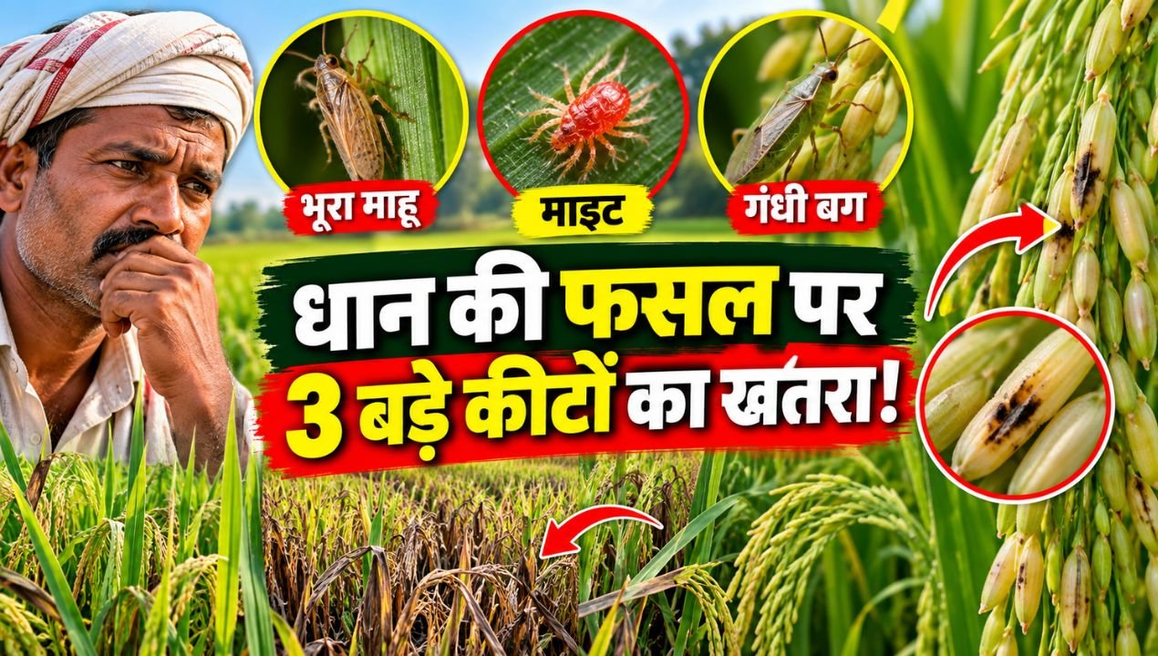 2 धान की फसल पर 3 खतरनाक कीटों का हमला, समय रहते पहचानना जरूरी