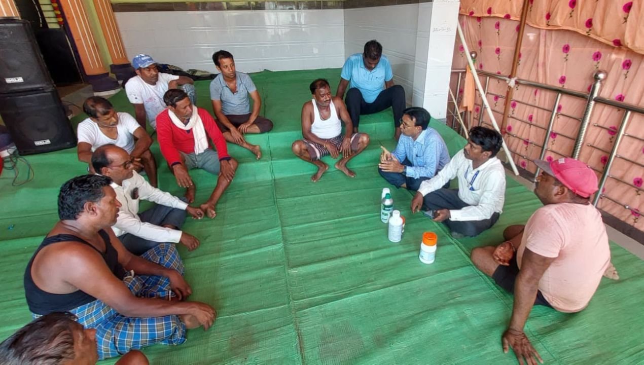 8 धान की फसल में माहू का प्रकोप, किरनापुर में कृषि विभाग का निरीक्षण