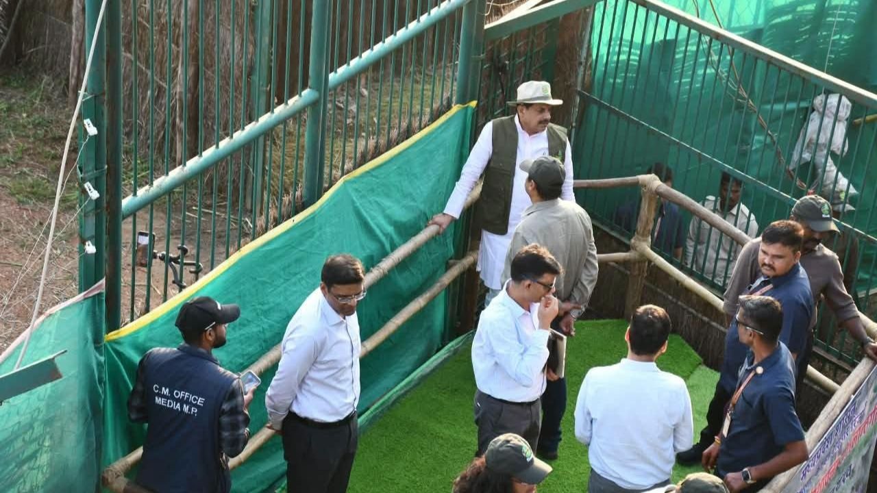 कान्हा टाइगर रिजर्व जंगली भैंसे: 100 साल बाद सूपखार में हुई वापसी, सीएम यादव ने बड़े बाड़े में किया मुक्त