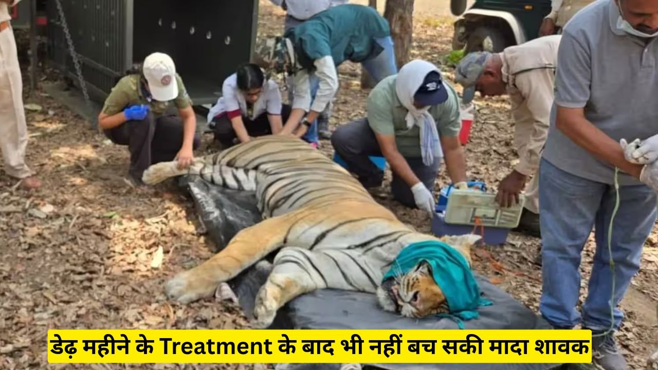 कान्हा टाइगर रिजर्व बाघ मौत: डेढ़ महीने के Treatment के बाद भी नहीं बच सकी मादा शावक, Samples भेजे गए जबलपुर