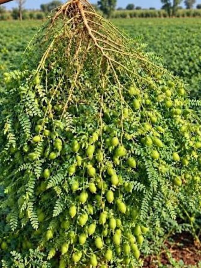 45 चने की 5 बेहतरीन किस्मों, उनकी संभावित पैदावार और बुवाई के सही समय की जानकारी जानें। उचित फसल प्रबंधन से बेहतर उत्पादन पाने के लिए पूरी वेब स्टोरी पढ़ें।