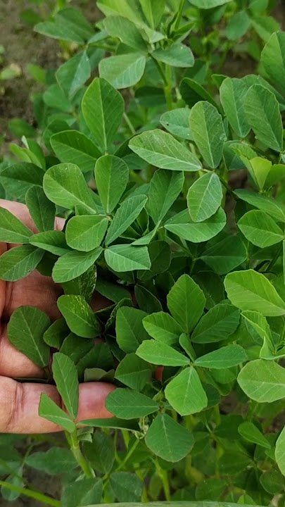 Methi Ki Kheti: सिर्फ 35–40 दिनों में मेथी और फूलगोभी की Intercropping से ₹1.25 लाख तक कमाई का गणित समझें 1 Methi Ki Kheti: सिर्फ 35–40 दिनों में मेथी और फूलगोभी की Intercropping से ₹1.25 लाख तक कमाई का गणित समझें